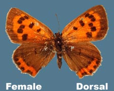 Lycaena phlaeas americana - female