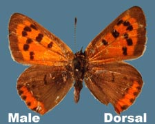 Lycaena phlaeas americana - male