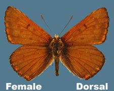 Lycaena rubidus - female