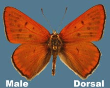 Lycaena rubidus - male