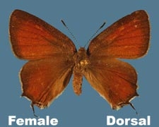 Mitoura gryneus gryneus - female - variant 1
