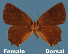 Mitoura gryneus gryneus - female - variant 2