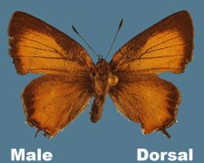Mitoura gryneus gryneus - male - variant 1