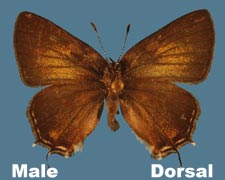 Mitoura gryneus gryneus - male - variant 2
