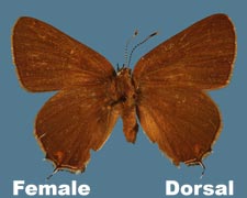 Satyrium edwardsii - female