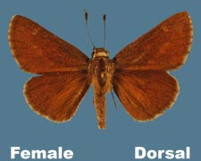 Amblyscirtes oslari - female