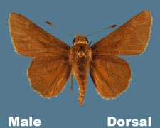 Amblyscirtes oslari - male