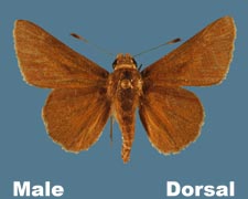 Amblyscirtes oslari - male