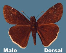 Erynnis funeralis