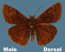 Erynnis horatius