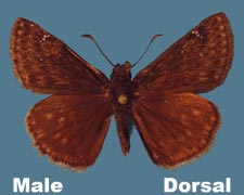 Erynnis persius