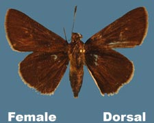 Euphyes bimacula - female - variant 1