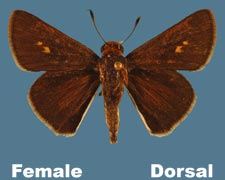 Euphyes bimacula - female - variant 2