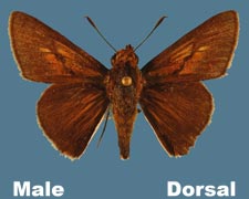 Euphyes bimacula - male - variant 1