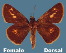 Euphyes conspicua - female
