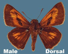 Euphyes conspicua - male