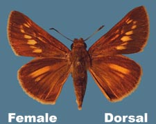 Euphyes dion - female