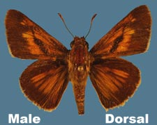 Euphyes dion - male