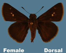 Euphyes vestris - female