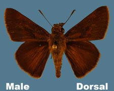 Euphyes vestris - male