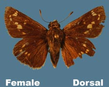 Hesperia attalus - female