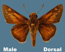 Hesperia attalus - male
