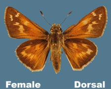 Hesperia colorado - female
