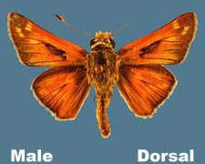 Hesperia colorado - male