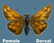 Hesperia juba - female