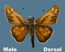 Hesperia juba - male