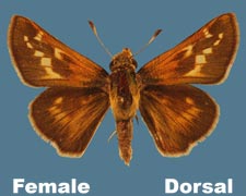 Hesperia leonardus pawnee - female