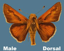 Hesperia leonardus pawnee - male