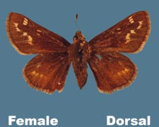 Hesperia metea licinus - female