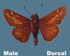 Hesperia metea licinus - male