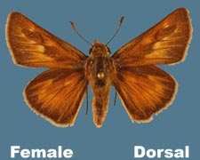 Hesperia ottoe - female