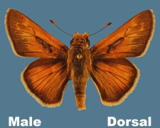 Hesperia ottoe - male
