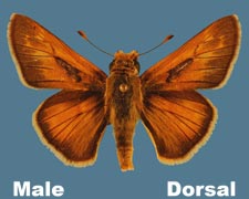 Hesperia ottoe - male