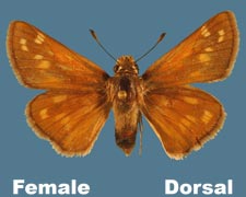 Hesperia pahaska - female