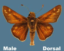 Hesperia pahaska - male
