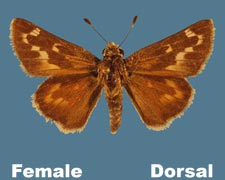 Hesperia uncas - female