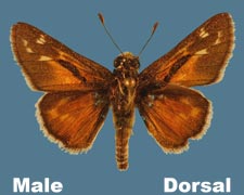 Hesperia uncas - male - variant 1