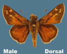 Hesperia uncas - male - variant 2