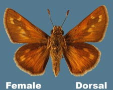 Hesperia viridus - female