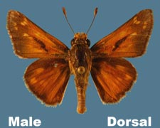 Hesperia viridus - male