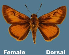 Anatrytone logan - female