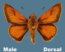 Anatrytone logan - male