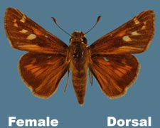 Atalopedes campestris - female