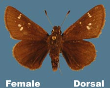 Atrytonopsis hianna - female