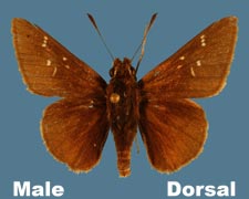 Atrytonopsis hianna - male