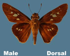 Calpodes ethlius